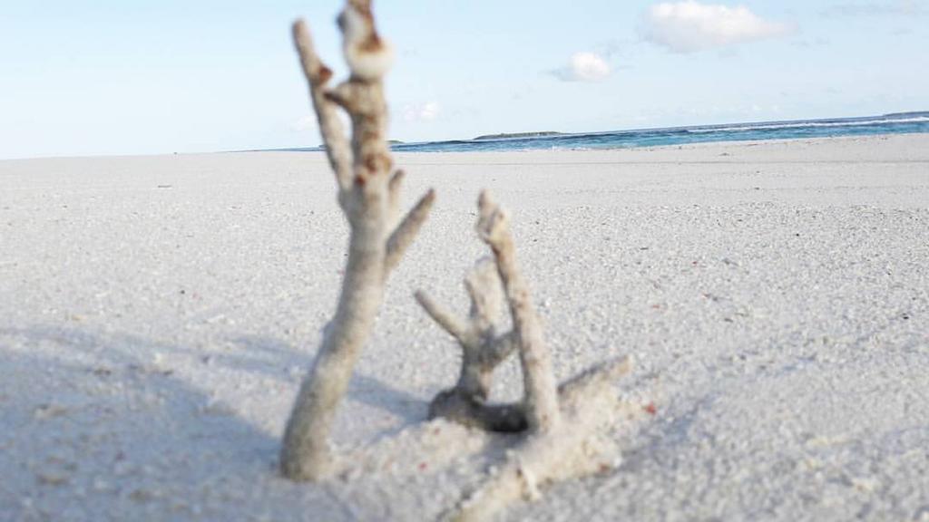 Madi Finolhu Guest House Dharavandhoo Bagian luar foto